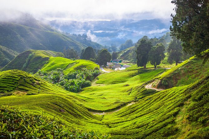 Kuala Lumpur: Cameron Highlands & Batu Caves Private Day Tour - BOH Tea Centre at Sungei Palas Garden