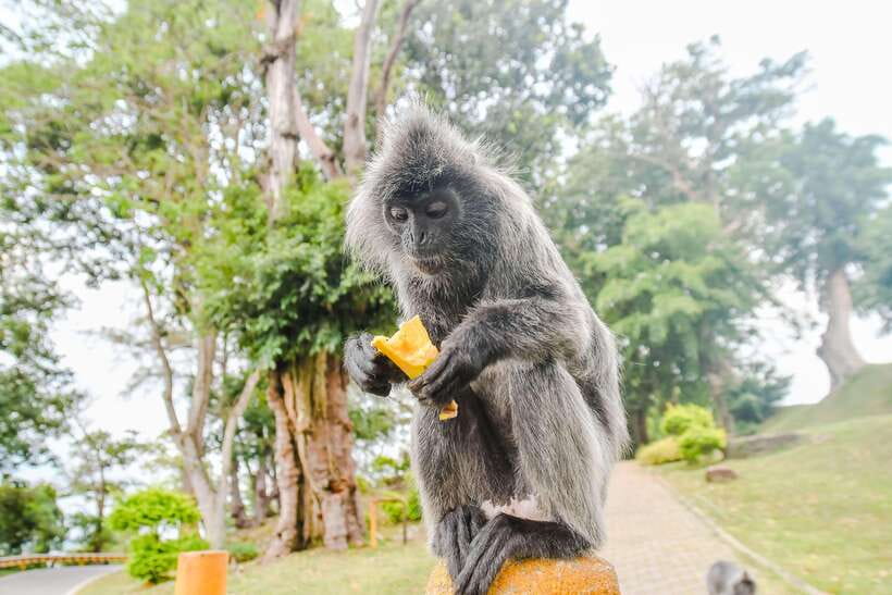 Kuala Lumpur: City Sights, Batu Caves and Fireflies Day Trip - Climbing the 272 steps at Batu Caves