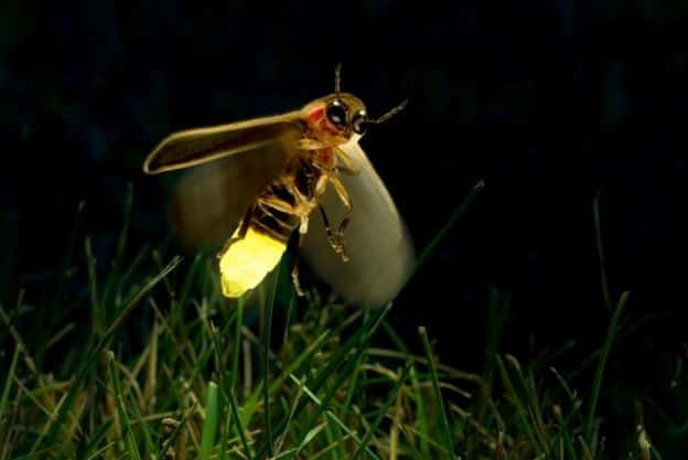 Kuala Lumpur: Fireflies & Blue Tears Tour with Seafood Meal - From Kuala Lumpur to Kuala Selangor in 75 minutes