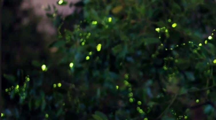 Kuala Lumpur: Fireflies & Blue Tears Tour with Seafood Meal - Melawati Hill and its curious silver leaf monkeys