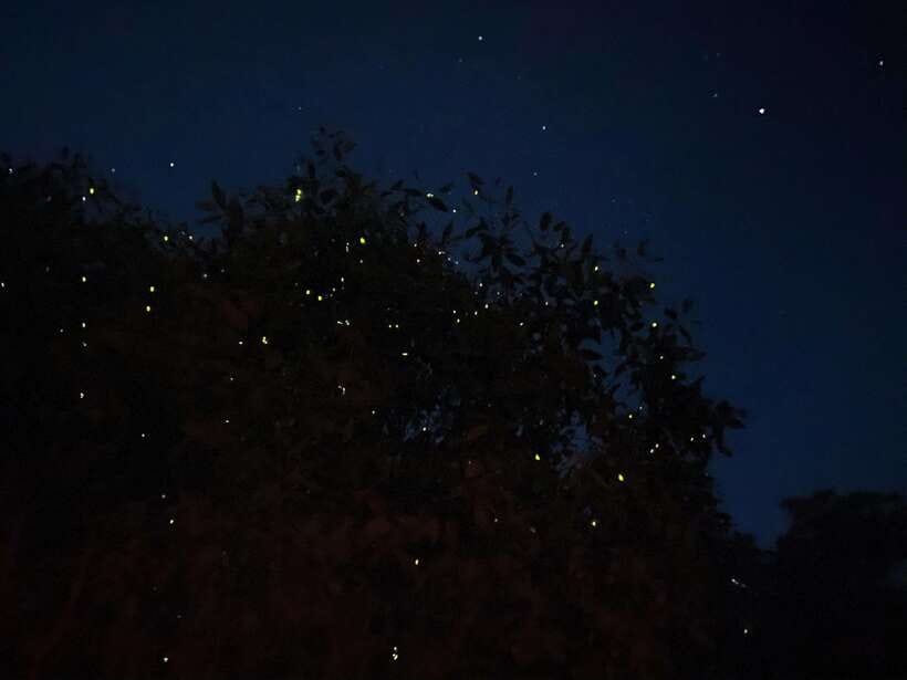 Kuala Lumpur: Kuala Selangor Fireflies and Blue Tears Tour - Key points at a glance