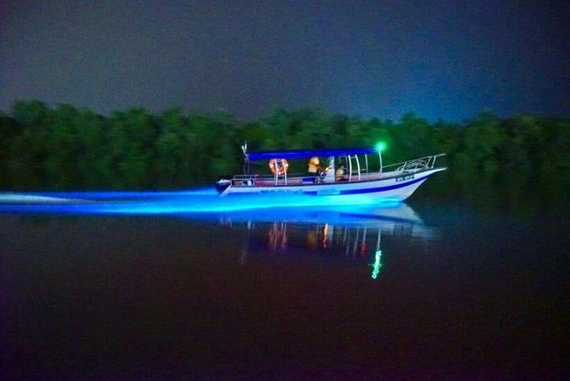 Kuala Lumpur: Kuala Selangor Fireflies and Blue Tears Tour - Why the fireflies are worth the trip from Kuala Lumpur