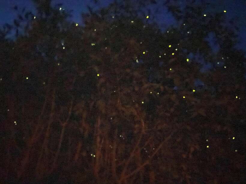 Kuala Lumpur: Kuala Selangor Fireflies and Blue Tears Tour - Monkey feeding is fun, close, and a little unruly