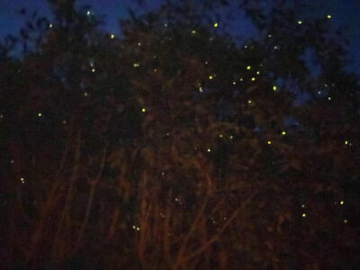 Kuala Selangor Fireflies and Blue Tears Tour