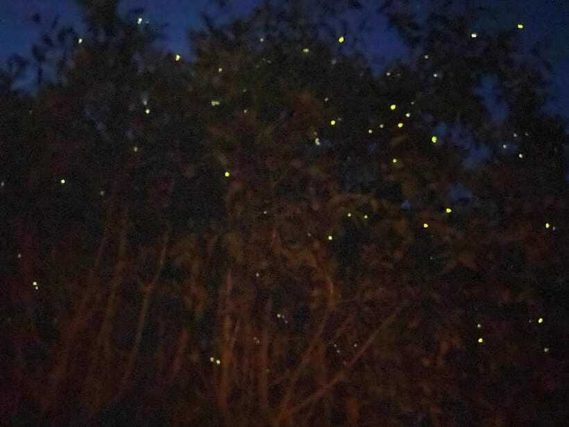 Kuala Lumpur: Kuala Selangor Fireflies and Blue Tears Tour - Dinner beside the river is better than a simple tour meal