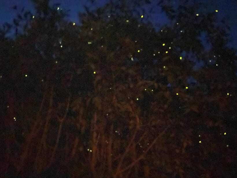 Kuala Lumpur: Kuala Selangor Fireflies and Blue Tears Tour - What the $79 price really covers