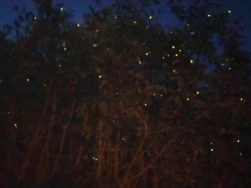 Kuala Lumpur: Kuala Selangor Fireflies and Blue Tears Tour - Kota Melawati gives the day some historical depth