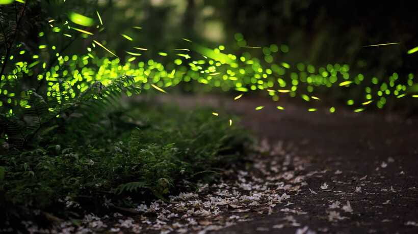 Kuala Lumpur: Kuala Selangor Firefly Tour and Dinner - What the $106 price includes
