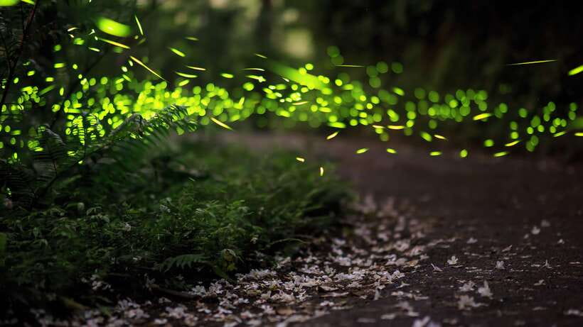 Kuala Lumpur: Kuala Selangor Firefly Tour and Dinner - The 16:00 pickup and private ride