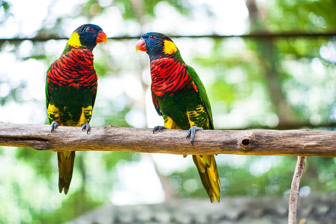 Kuala Lumpur Private Half-Day Family Tour of Nature, Birds and Butterflies - The Orchid Garden and its 3,000 kinds of orchids