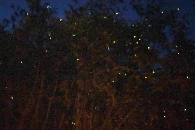 Kuala Selangor Fireflies and Blue Tears Tour with Dinner (SIC) - Key things to know before booking