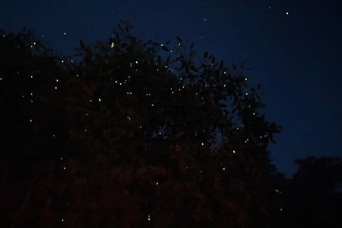 Kuala Selangor Fireflies and Blue Tears Tour with Dinner (SIC) - Why this evening outside Kuala Lumpur works