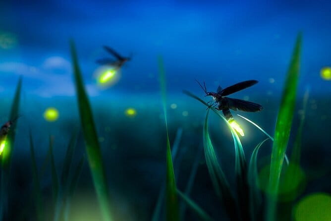 Kuala Selangor Firefly Blinkings Private Tour with Seafood Dinner - The fireflies are the reason to make the drive