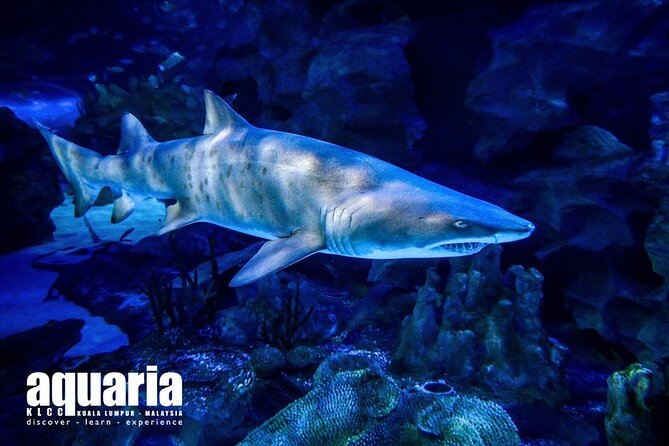 Malaysia: Aquaria KLCC Entry Ticket - The tank and tunnel: where to spend your time