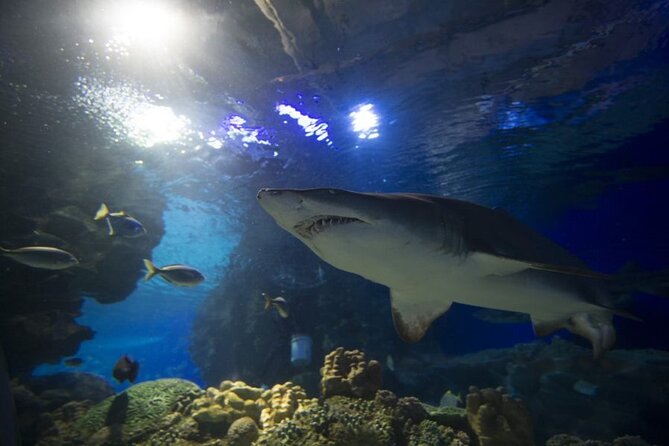 Malaysia: Aquaria KLCC Entry Ticket - Choosing the best time and date