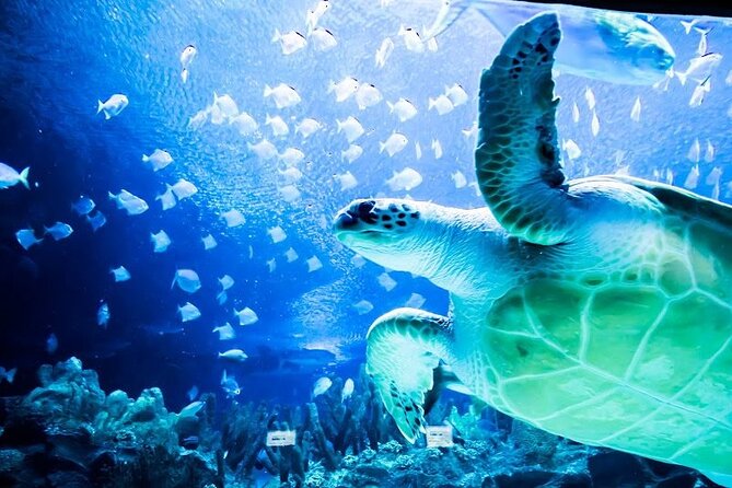Malaysia: Aquaria KLCC Entry Ticket - Exploring the exhibits at your own pace