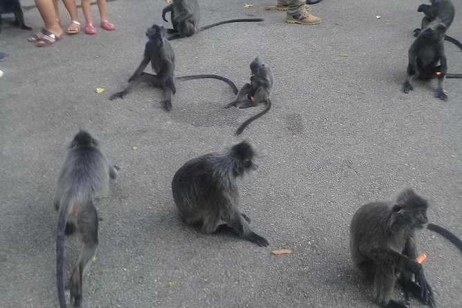 Monkey Hill, Eagle &Firefly Tour+Free Batu Caves Visit.(Per Car) - From Kuala Lumpur to Kuala Selangor by private car
