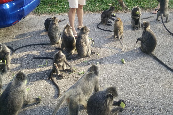 Monkey Hill, Eagle &Firefly Tour+Free Batu Caves Visit.(Per Car) - What Yus does well, and what he does not promise