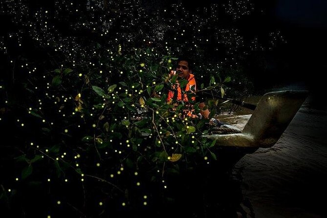 Mystical Nights: Fireflies & Blue Tears Adventure - Bukit Melawati and the silvered leaf monkeys