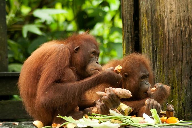 Orang Utan Island and Perak Tong Cave From Kuala Lumpur - A long road to Bukit Merah for a close look at orangutans