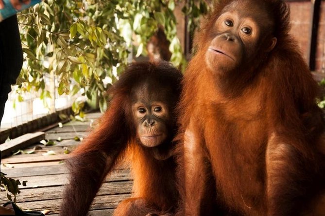 Orang Utan Island and Perak Tong Cave Temple Day Tour from Kuala Lumpur - Meeting the orangutans at Bukit Merah