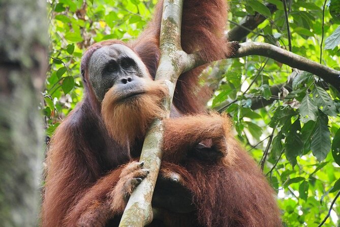 Orang Utan Island and Perak Tong Cave Temple Day Tour from Kuala Lumpur - What to expect from the ferry and island walk