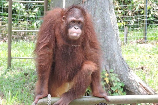Orang Utan Island and Perak Tong Cave Temple Day Tour from Kuala Lumpur - A different mood at Perak Tong Cave Temple