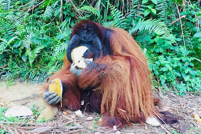 Orang Utan Island and Perak Tong Cave Temple Day Tour from Kuala Lumpur - Who will enjoy this tour most