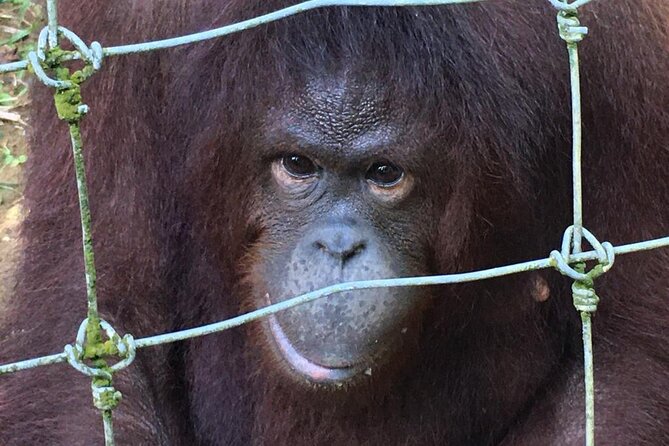 Orang Utan Island Day Tour - Lunch, included costs, and the $101 question
