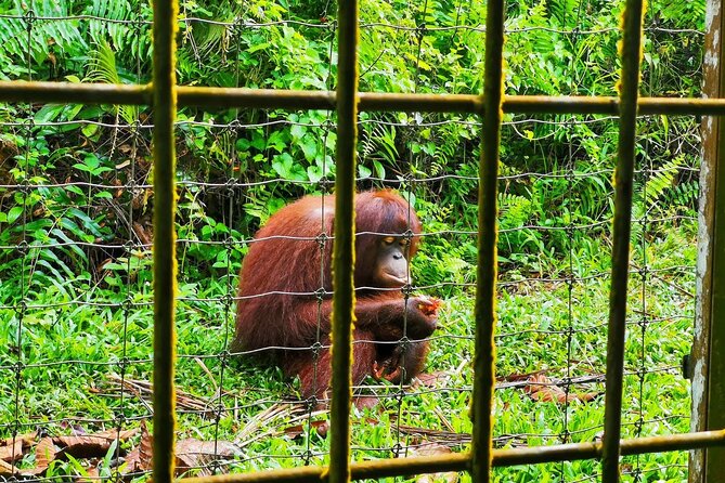 Orang Utan Island Day Tour (Bukit Merah) - Lunch, with no fuss and few extras