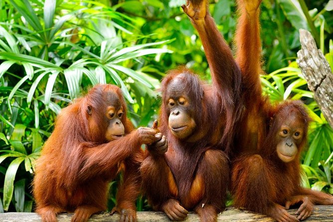 Orang Utan Island Day Tour (Private) - Bukit Merah’s ferry crossing and two-hour conservation visit