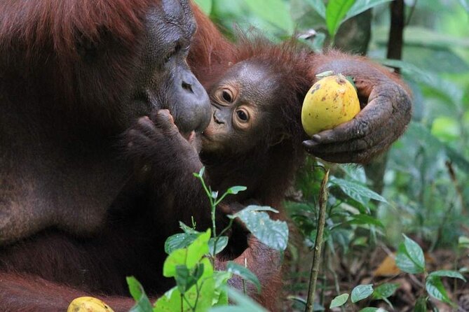 Orang Utan Island Day Tour (Private) - Who will enjoy this day most?