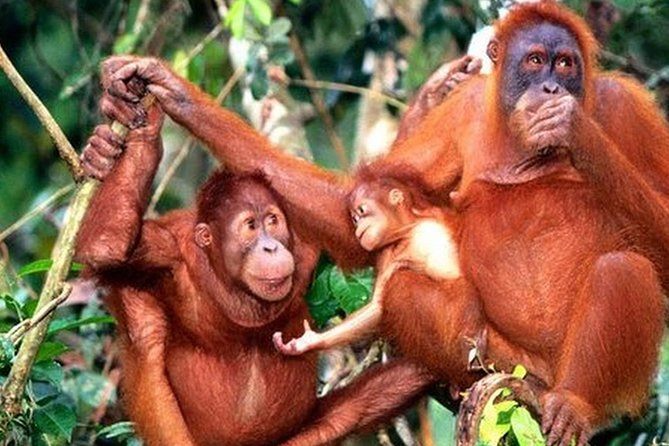 Orang Utan Island Day Tour - Passing Ipoh, the Menora Tunnel, and the Perak River