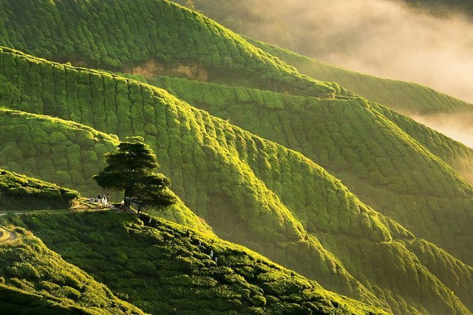 Private: Cameron Highlands 2 days 1 night Trip - MARDI shows the agricultural side of Cameron Highlands