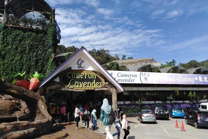 Private: Cameron Highlands 2 days 1 night Trip - Bharat Tea Estate offers the first cup and view