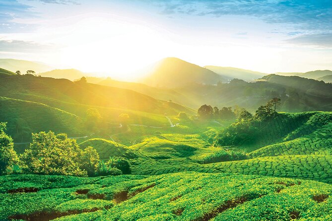 Private Full-Day Cameron Highlands Nature Tour from Kuala Lumpur - Leaving Kuala Lumpur at 7:00 am