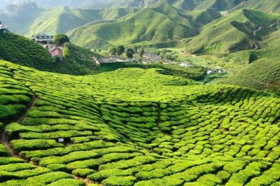 Private Full-Day Cameron Highlands Nature Tour from Kuala Lumpur