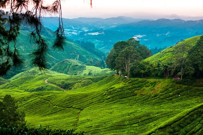 Private Full-Day Cameron Highlands Nature Tour from Kuala Lumpur - Bee farms and the working highlands
