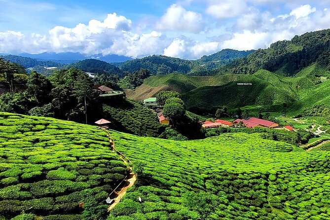 Private Full-Day Cameron Highlands Nature Tour from Kuala Lumpur - Strawberry fields, flowers, and nursery country