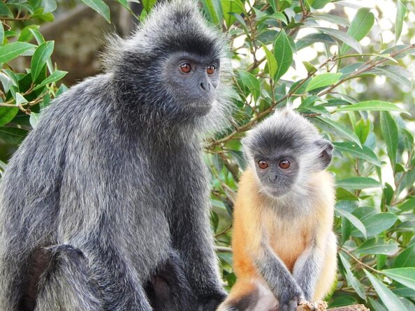 Private Kuala Lumpur Fairy Firefly And Monkey Hill Tour - Key points to know