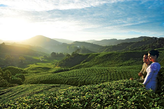 Private Nature Trip to Cameron Highlands from Kuala Lumpur - Why Cameron Highlands makes a worthwhile day from Kuala Lumpur