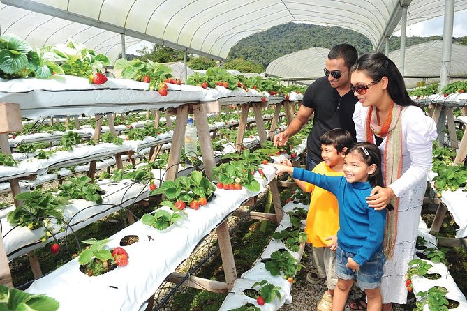 Private Nature Trip to Cameron Highlands from Kuala Lumpur - Tea country at Bharat Tea Estate