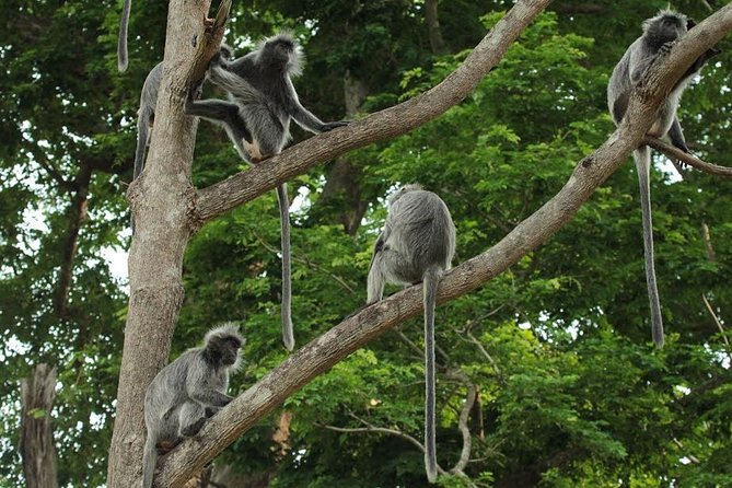 Silver Leaf Monkeys and Firefly Tour with Boat Ride and Seafood Dinner - Bukit Melawati and its unusual monkey neighbors