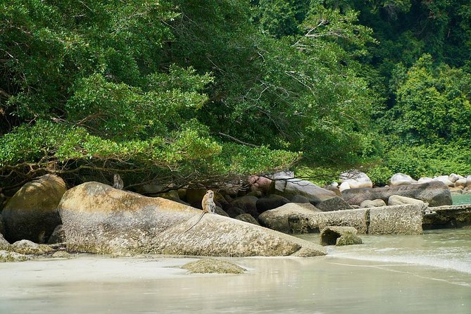 Silver Leaf Monkeys and Firefly Tour with Boat Ride and Seafood Dinner - Seafood dinner before the lights come on