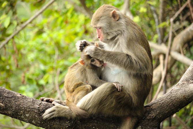 Silver Leaf Monkeys and Firefly Tour with Boat Ride and Seafood Dinner - Who will get the most from this experience