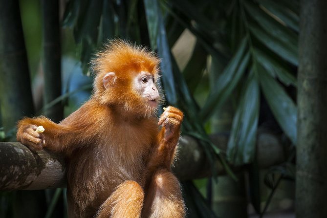 Silver Leaf Monkeys and Firefly Tour with Boat Ride and Seafood Dinner - A cool ride through the Selangor countryside