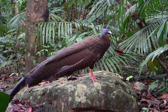 Taman Negara Day Tour with Canopy Walk - River rapids and the Orang Asli demonstration