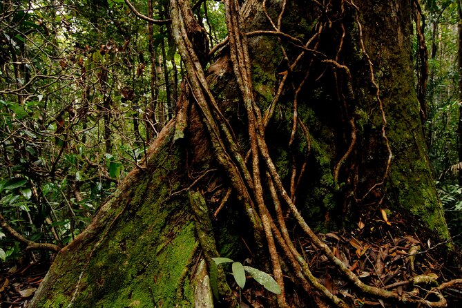 Taman Negara Day Trip from Kuala Lumpur with Lunch - Why this day trip makes sense from Kuala Lumpur