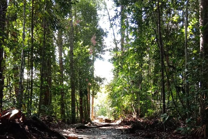 Taman Negara National Park Day Tour (SIC - Join In Tour) - Permits, forest paths, and the climb to Teresek Hill