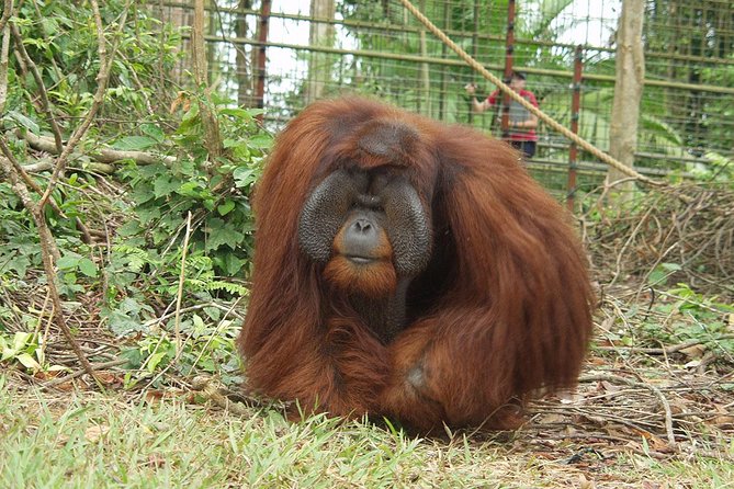 Wildlife & Wonders: Orang Utan Island + Perak Cave Temple Tour - Is $123.22 a fair price?